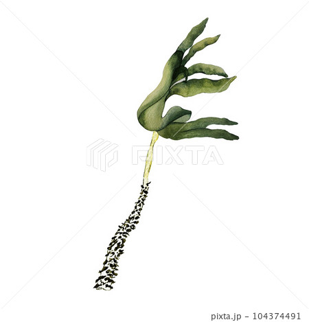 Seaweed kelp on a white background. Watercolor illustration. High quality 104374491