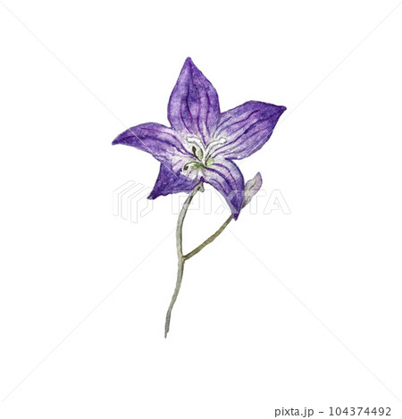 Beautiful watercolor illustration of bluebell flower. High quality Beautiful watercolor illustration of bluebell flower. High quality 104374492