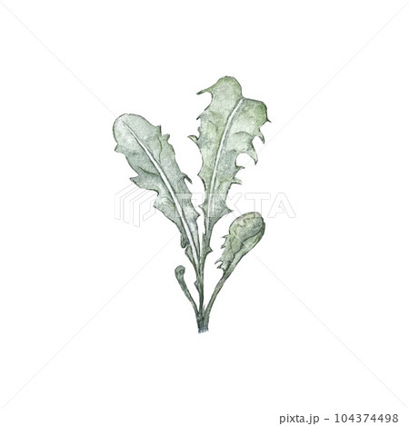 Watercolor illustration of dandelion leaves. High quality 104374498