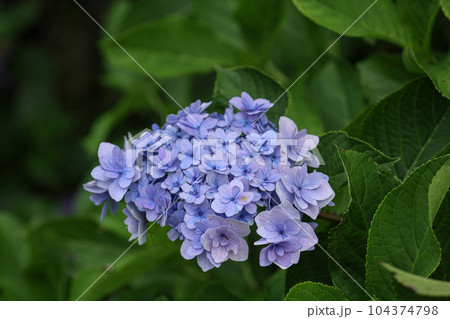紫陽花 伊勢二見しょうぶロマンの森 紫陽花 伊勢二見しょうぶロマンの森 104374798