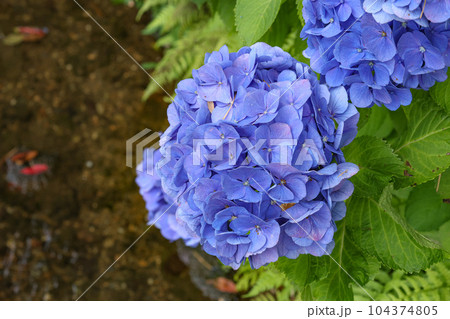 紫陽花　伊勢二見しょうぶロマンの森 104374805