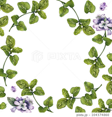 Frame of leaves and branches of oregano. High quality watercolor illustration 104374860