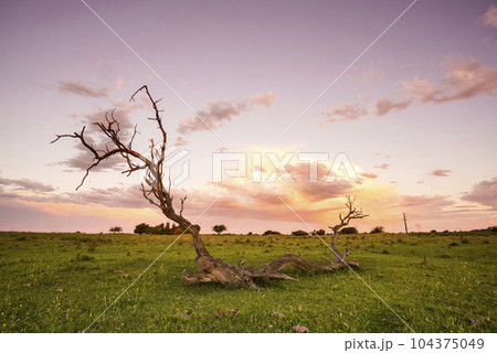 Landscape in La Pampa Argentina at sunset, La Pampa province, Patagonia, Argentina. 104375049