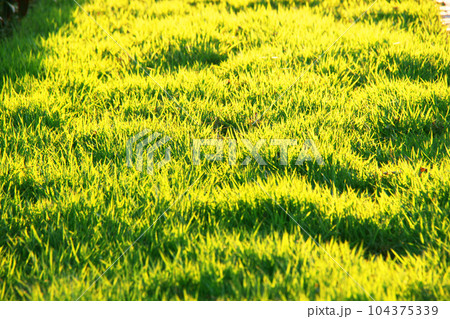 芝生のテクスチャ 芝生のテクスチャ 104375339