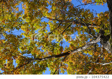 破風山のコナラの紅葉 破風山のコナラの紅葉 104375422
