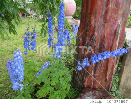 ハーブ庭園, 富士河口湖 104375697