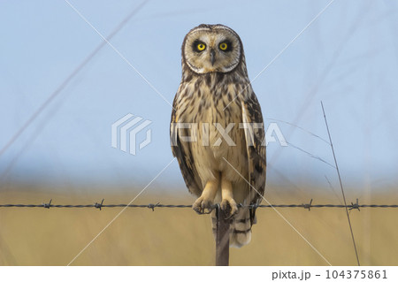 Short eared Owl, perched on a fence, Patagonia, Argentina. Short eared Owl, perched on a fence, Patagonia, Argentina. 104375861