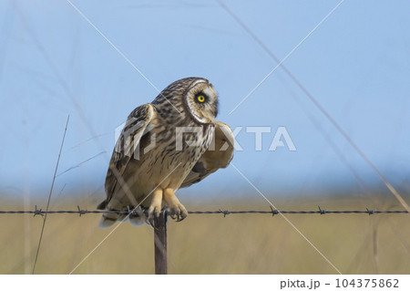 Short eared Owl, perched on a fence, Patagonia, Argentina. 104375862