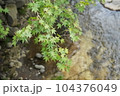 川辺に自生する紅葉（緑） 104376049