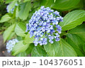 野に咲く青い紫陽花 104376051