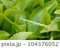 植物に紛れる赤ちゃんカマキリ 104376052