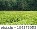 大地に広がる茶畑 104376053
