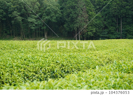 大地に広がる茶畑 大地に広がる茶畑 104376053