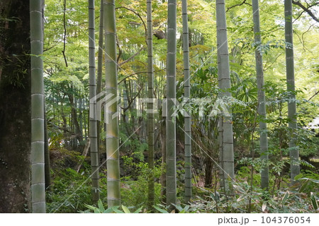 涼しげな竹林 涼しげな竹林 104376054