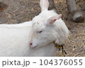毛繕いをする白い山羊 104376055