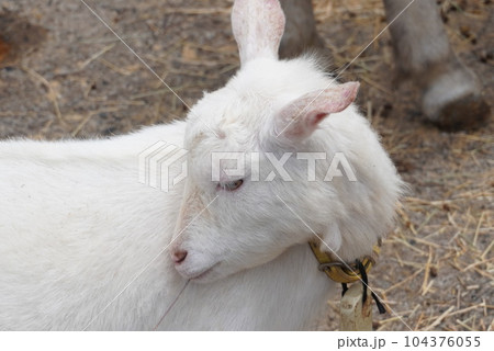 毛繕いをする白い山羊 毛繕いをする白い山羊 104376055