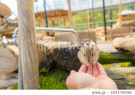 【動物素材】シマリス　飛騨山野草自然庭園【岐阜県】 104376090