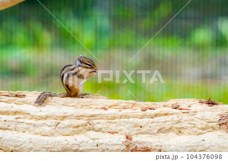 【動物素材】シマリス 飛騨山野草自然庭園【岐阜県】 【動物素材】シマリス 飛騨山野草自然庭園【岐阜県】 104376098