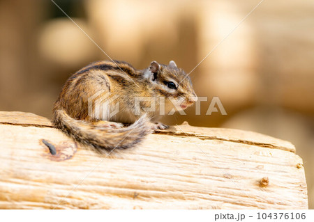 【動物素材】シマリス　飛騨山野草自然庭園【岐阜県】 104376106