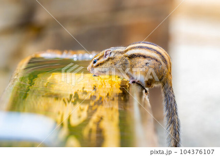 【動物素材】シマリス　飛騨山野草自然庭園【岐阜県】 104376107