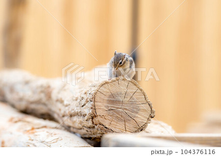 【動物素材】シマリス 飛騨山野草自然庭園【岐阜県】 【動物素材】シマリス 飛騨山野草自然庭園【岐阜県】 104376116
