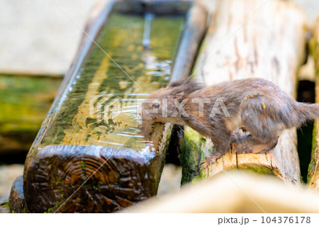 【動物素材】ニホンリス【岐阜県】 【動物素材】ニホンリス【岐阜県】 104376178