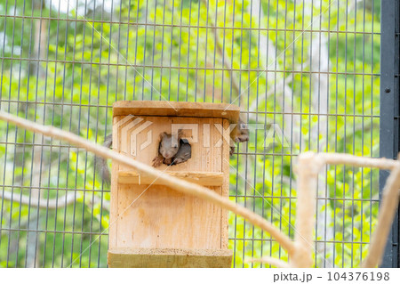 【動物素材】ニホンリス【岐阜県】 【動物素材】ニホンリス【岐阜県】 104376198