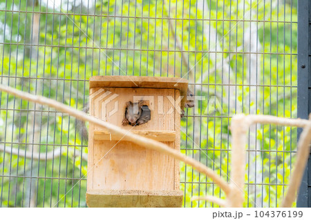 【動物素材】ニホンリス【岐阜県】 104376199