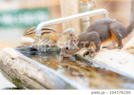 【動物素材】ニホンリス【岐阜県】 【動物素材】ニホンリス【岐阜県】 104376200