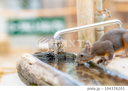 【動物素材】ニホンリス【岐阜県】 【動物素材】ニホンリス【岐阜県】 104376201