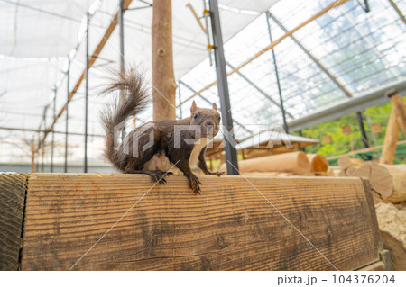 【動物素材】ニホンリス【岐阜県】 104376204