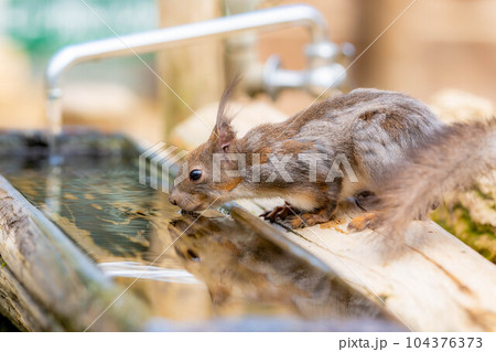 【動物素材】エゾリス　飛騨山野草自然庭園【岐阜県】 104376373