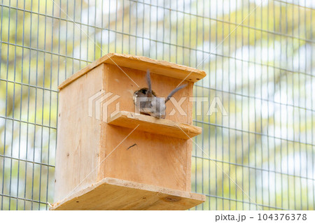 【動物素材】エゾリス　飛騨山野草自然庭園【岐阜県】 104376378