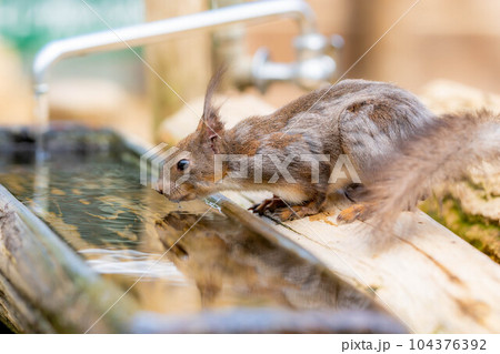 【動物素材】エゾリス　飛騨山野草自然庭園【岐阜県】 104376392