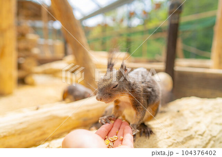 【動物素材】エゾリス 飛騨山野草自然庭園【岐阜県】 【動物素材】エゾリス 飛騨山野草自然庭園【岐阜県】 104376402