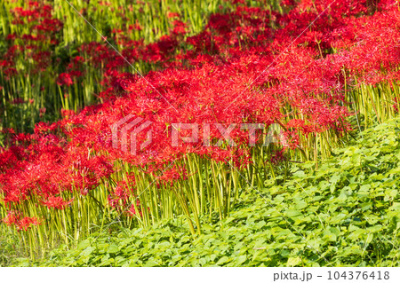 埼玉日高市　日本一の曼珠沙華群生地　巾着田 104376418