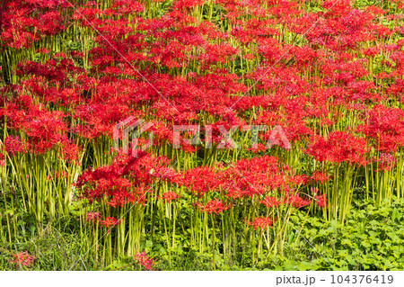 埼玉日高市 日本一の曼珠沙華群生地 巾着田 埼玉日高市 日本一の曼珠沙華群生地 巾着田 104376419