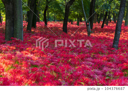 埼玉日高市　日本一の曼珠沙華群生地　巾着田 104376687