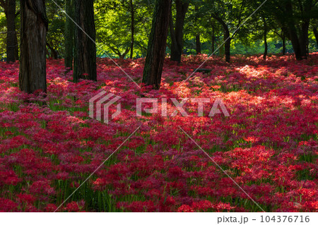 埼玉日高市　日本一の曼珠沙華群生地　巾着田 104376716