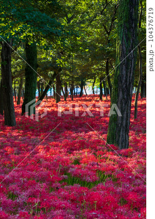 埼玉日高市 日本一の曼珠沙華群生地 巾着田 埼玉日高市 日本一の曼珠沙華群生地 巾着田 104376719