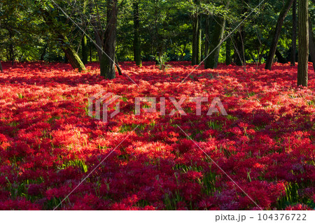埼玉日高市　日本一の曼珠沙華群生地　巾着田 104376722