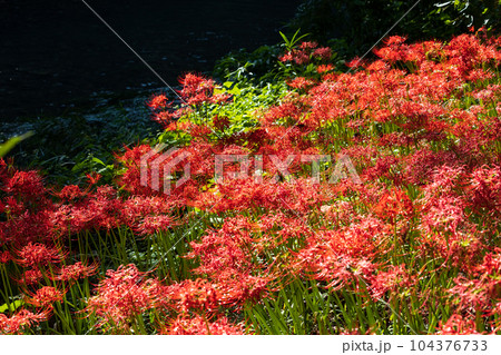 埼玉日高市　日本一の曼珠沙華群生地　巾着田 104376733