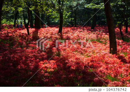 埼玉日高市　日本一の曼珠沙華群生地　巾着田 104376742