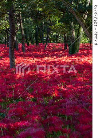 埼玉日高市 日本一の曼珠沙華群生地 巾着田 埼玉日高市 日本一の曼珠沙華群生地 巾着田 104376745