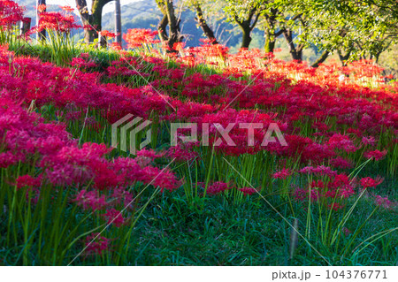 埼玉日高市　日本一の曼珠沙華群生地　巾着田 104376771