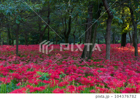埼玉日高市　日本一の曼珠沙華群生地　巾着田 104376782