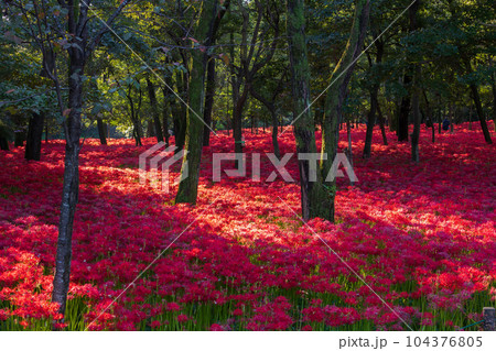 埼玉日高市　日本一の曼珠沙華群生地　巾着田 104376805