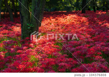 埼玉日高市　日本一の曼珠沙華群生地　巾着田 104376808