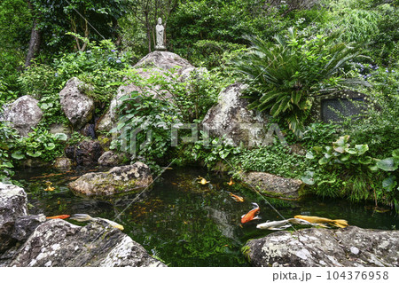 下田寝姿山、ひょうたん池の鯉 104376958