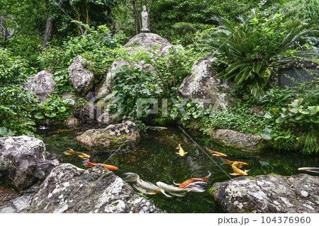 下田寝姿山、ひょうたん池の鯉 下田寝姿山、ひょうたん池の鯉 104376960